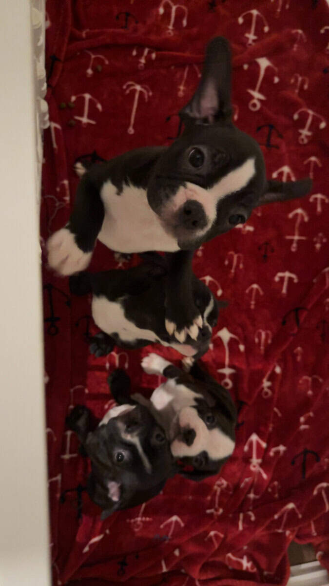 Frenchton puppies image 5