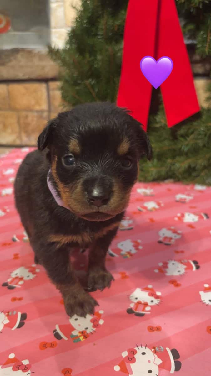 German Rottweiler puppies image 3