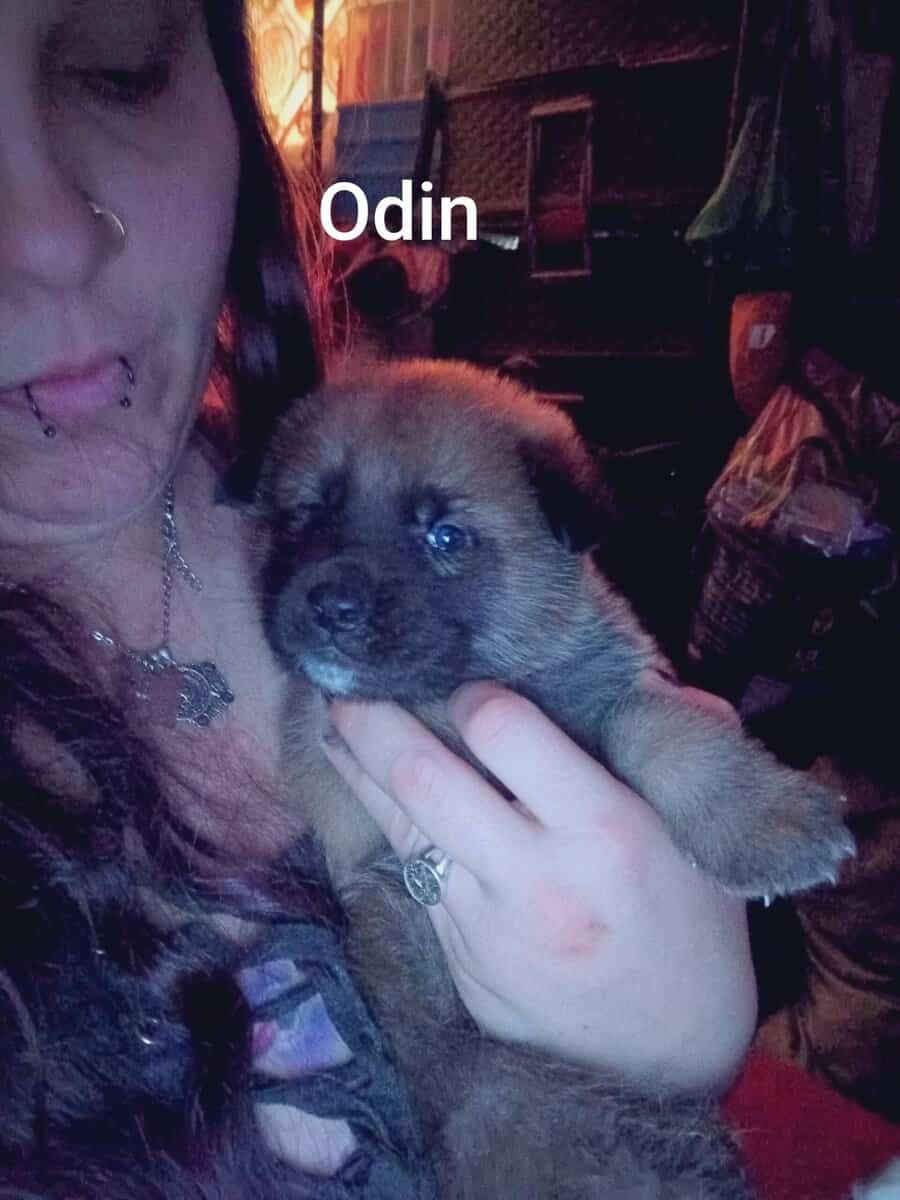Japanese Akita/German Shepherd puppies image 10