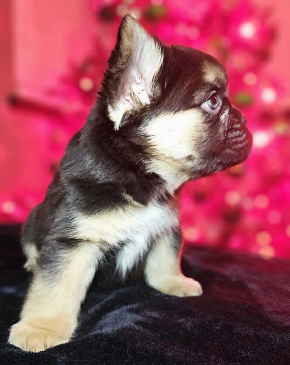Fluffy frenchie puppies image 8