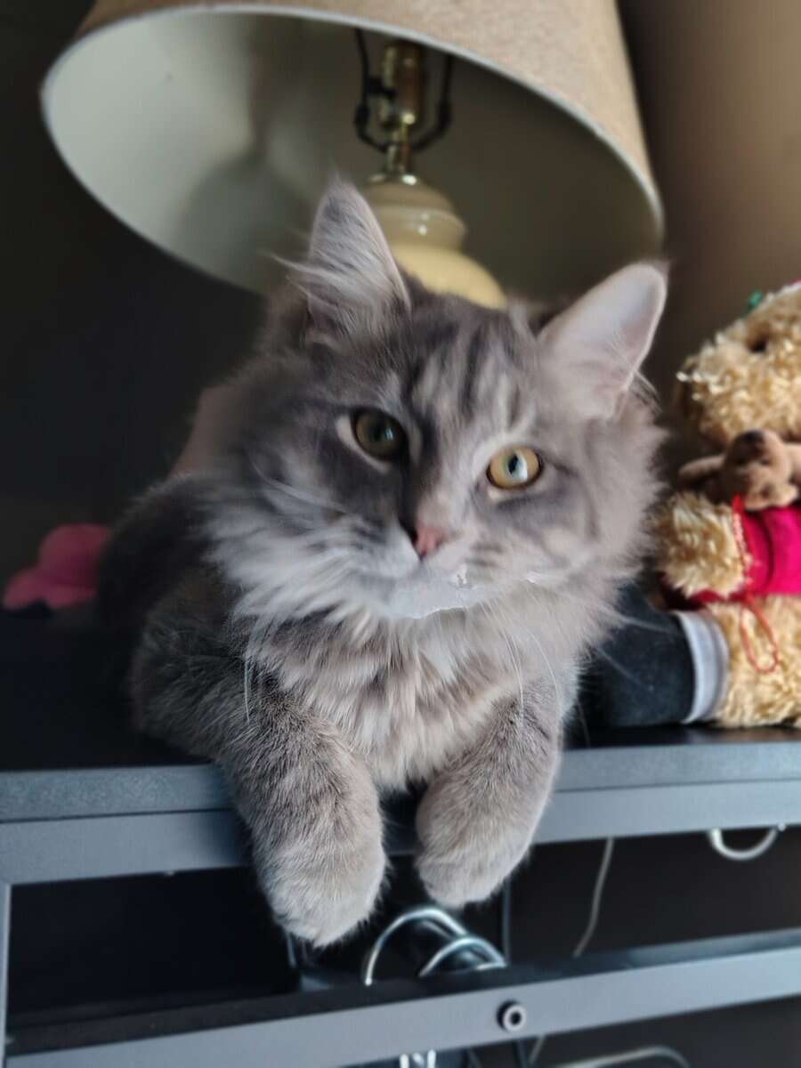 Siberian Kitten need forever home. image 9