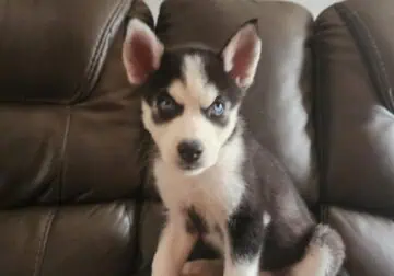 Husky puppies
