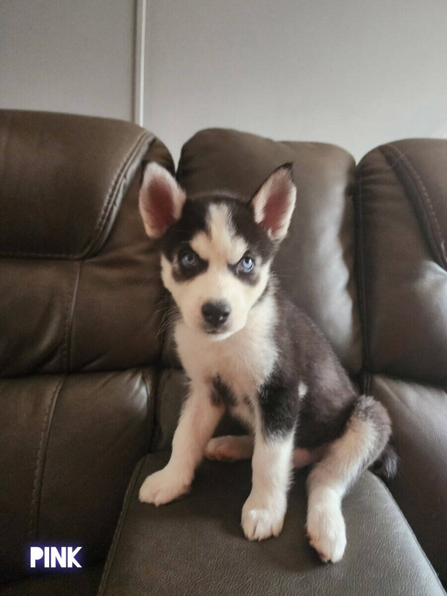 Husky puppies image 1