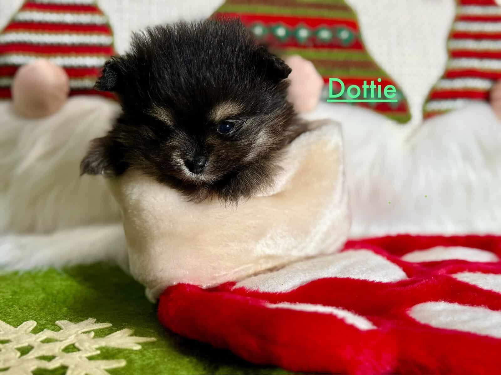 Adorable Pomeranian Puppies image 6