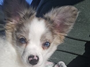 Nigel Long Hair Chihuahua (CKC)