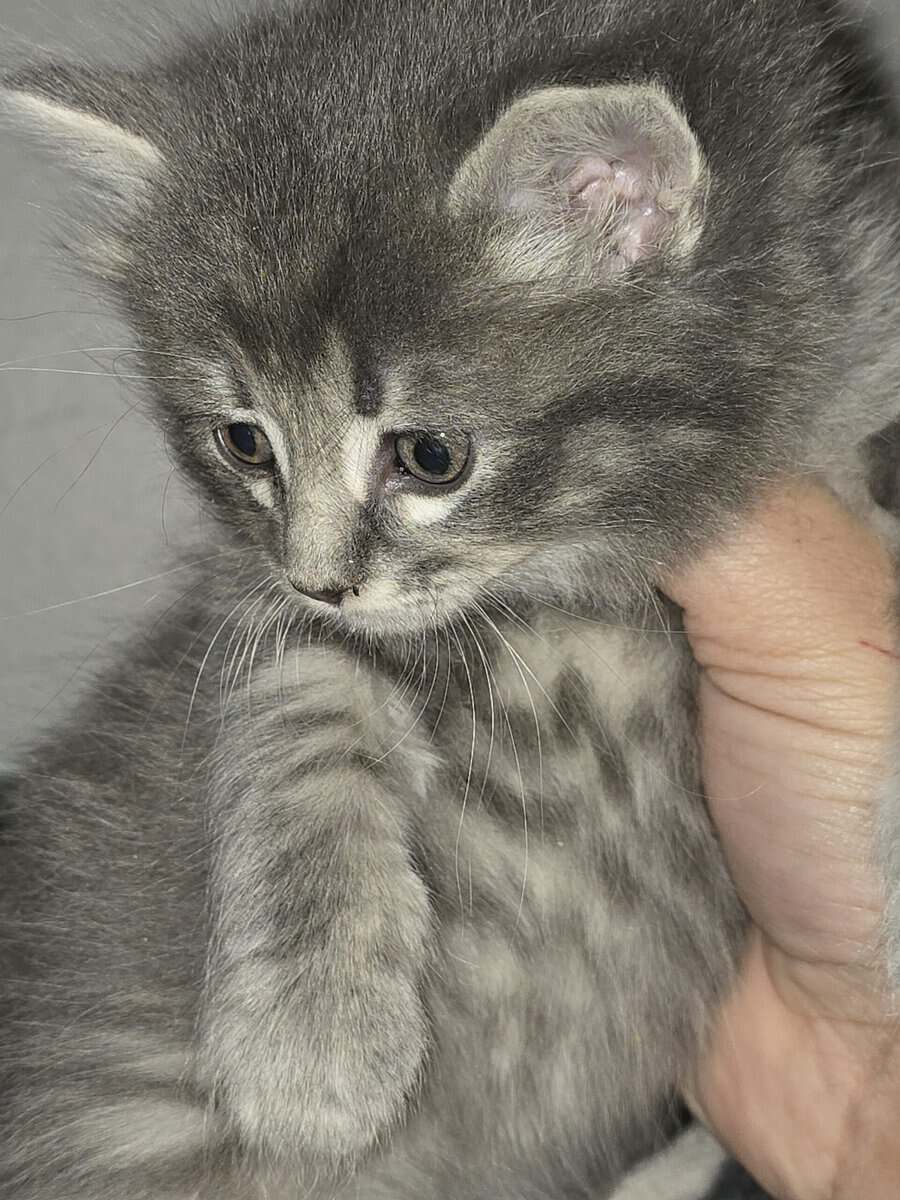Cute kitten image 1