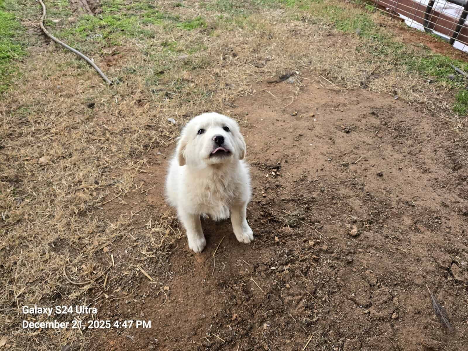 Great Pyrenees image 2