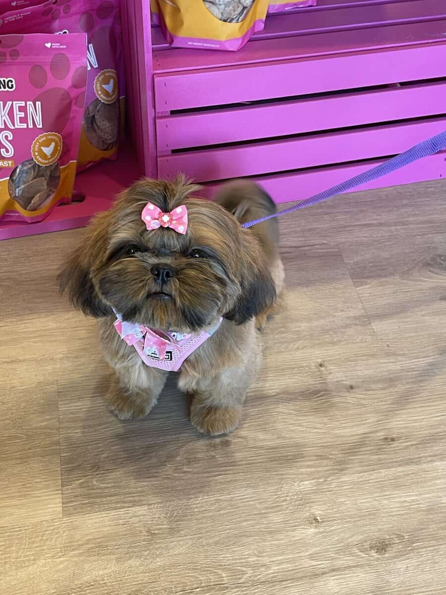 Shih Tzu puppies for sale image 2