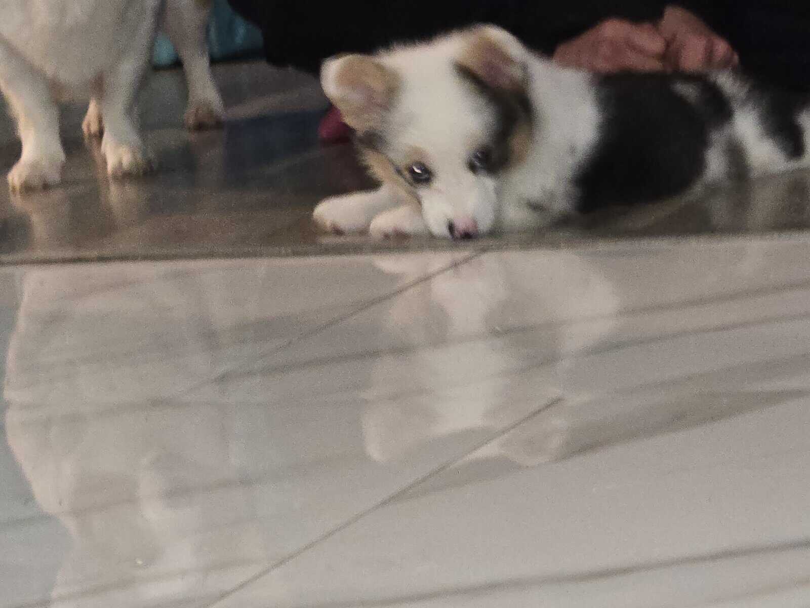 American corgi image 1