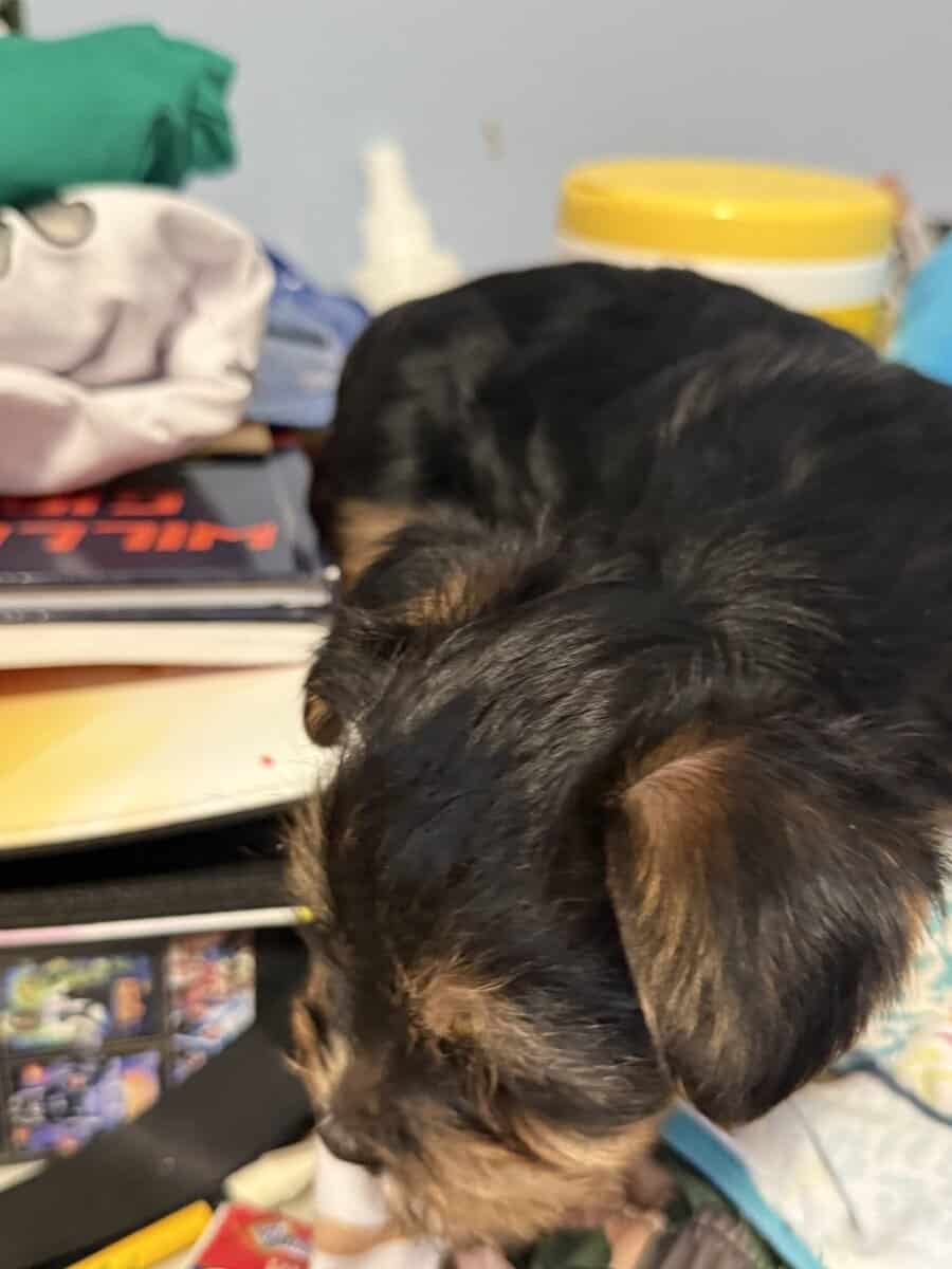 Yorkie puppies image 3