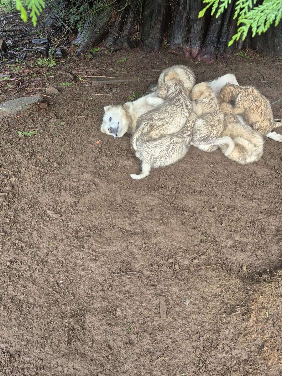 Golden Retriever/Great Pyrenees mix puppies for sa image 6