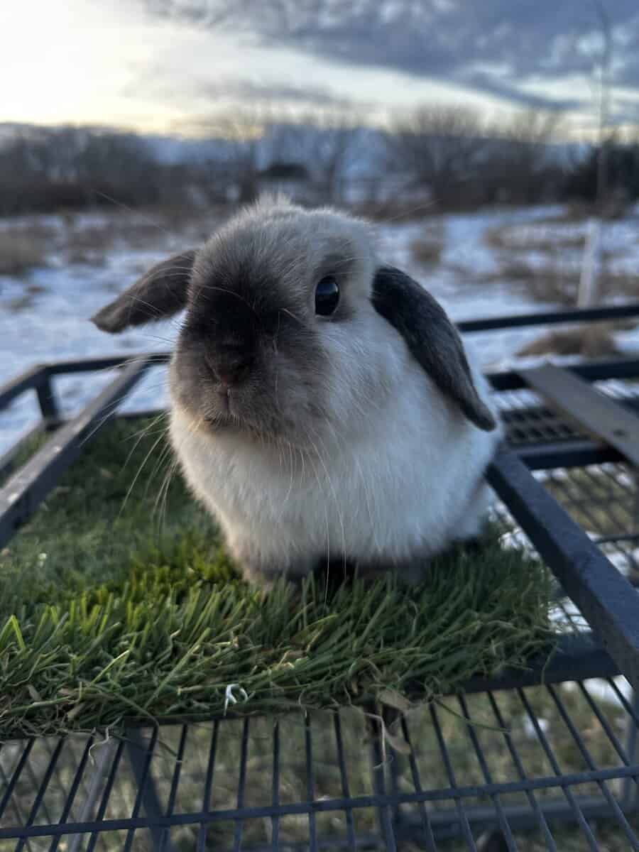 Holland lop does image 3