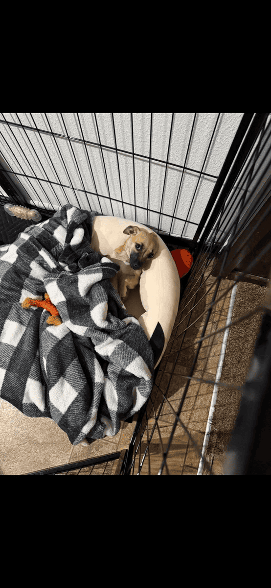 chuweenie image 2