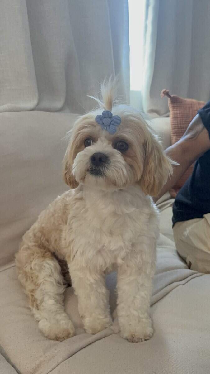 Shih Tzu Christmas-Ready Companions image 11