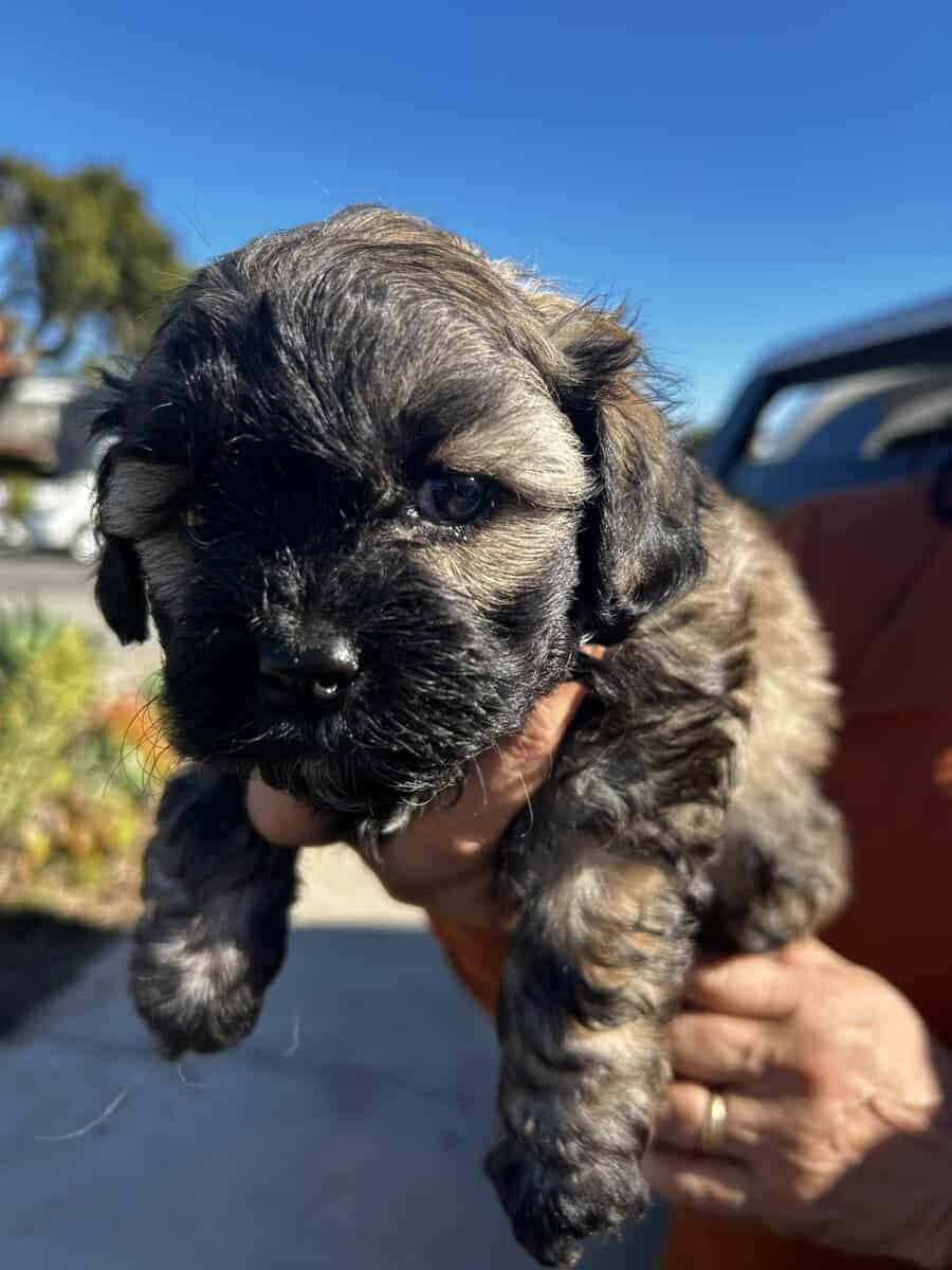 MalShi Puppies ready to go! image 7