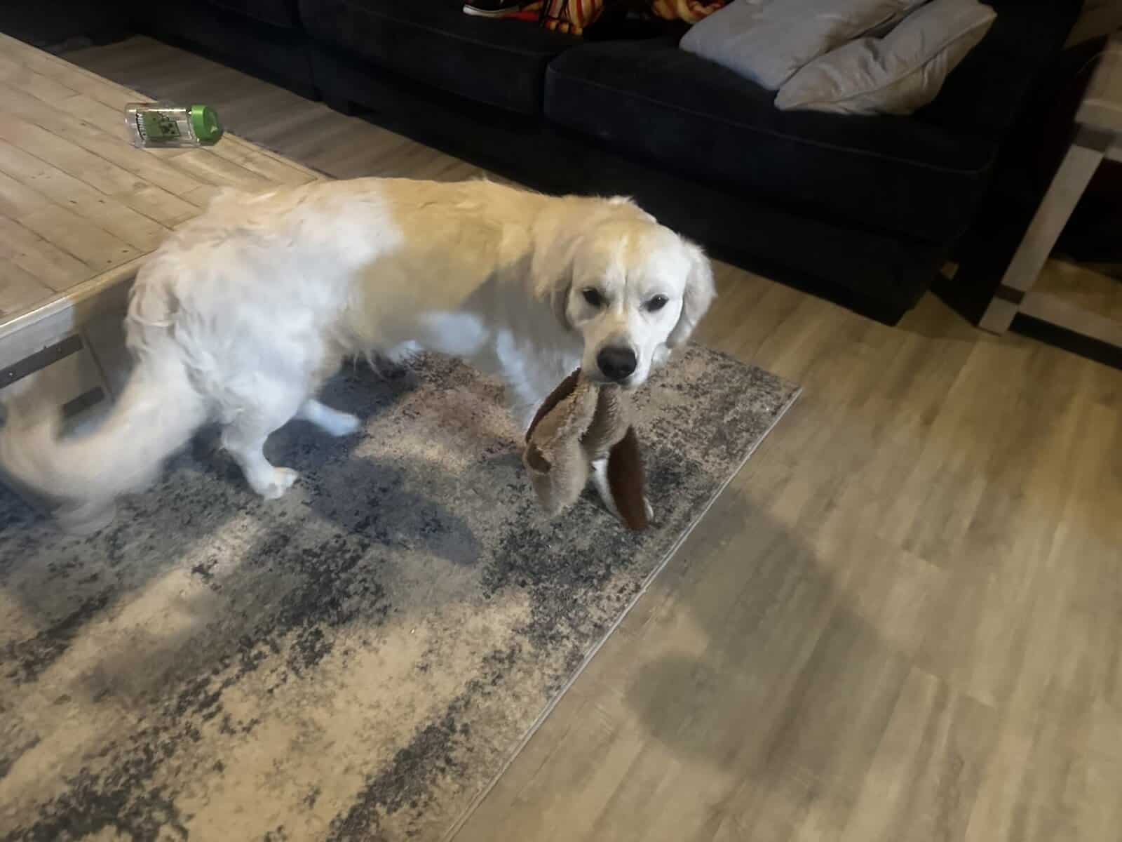 English cream golden retriever image 3