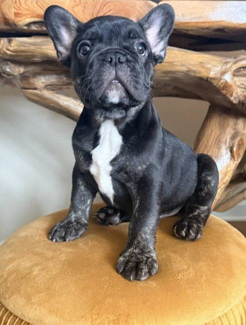 AKC French Bulldog Puppies — Select Placement image 5