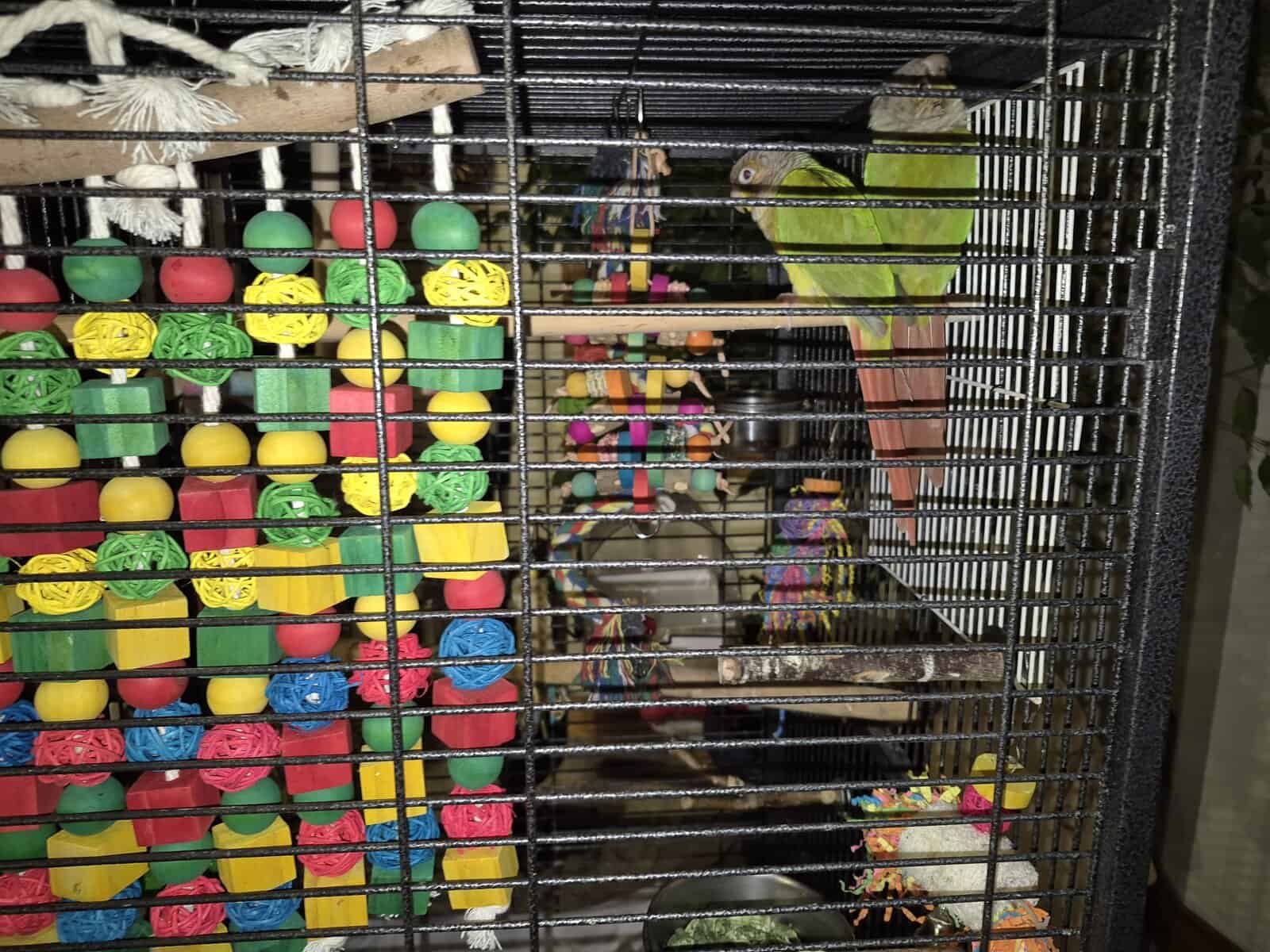 2 bonded female Pineapple Conures image 5