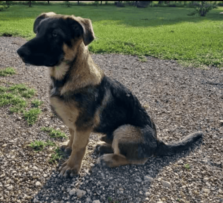 German Shepherd image 2