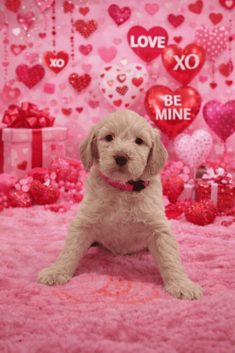 Labradoodle puppies available image 4