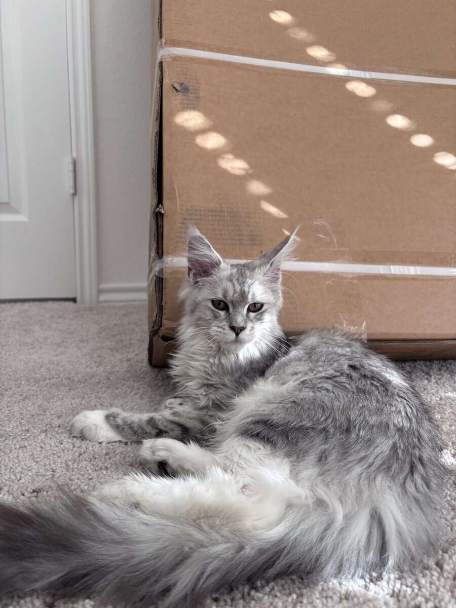 Female Polydactyl Maine Coon image 2
