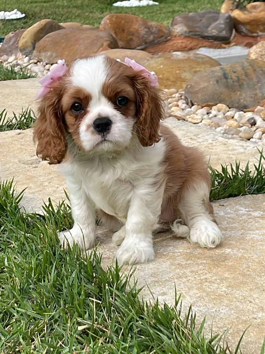 AKC Cavalier King Charles Spaniel Puppies Availabl image 19