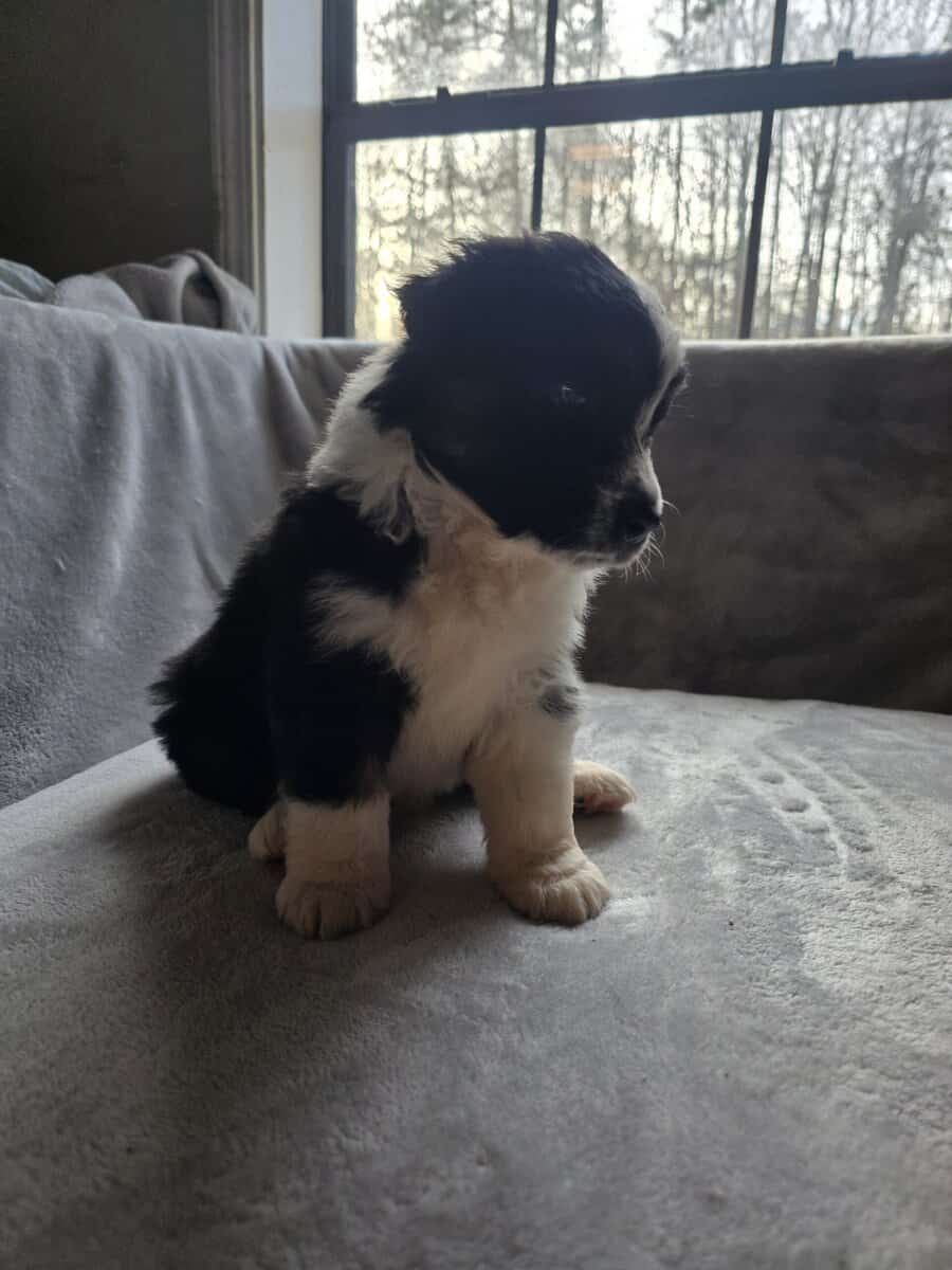 Australian shepherd puppies image 5