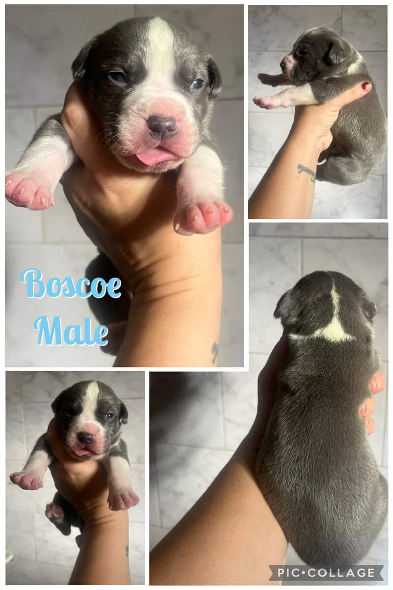 Blue pitbull terrier puppies image 1