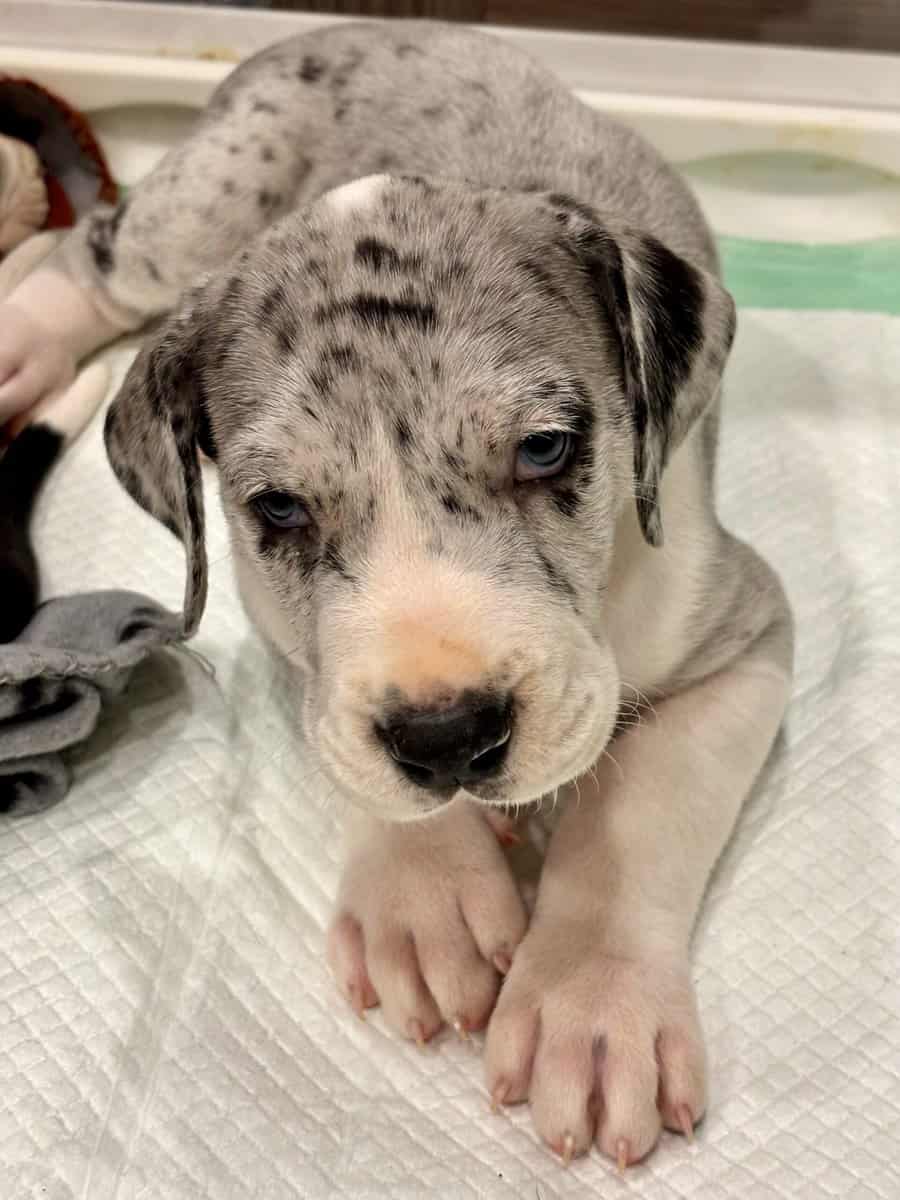 Great Dane puppies image 21