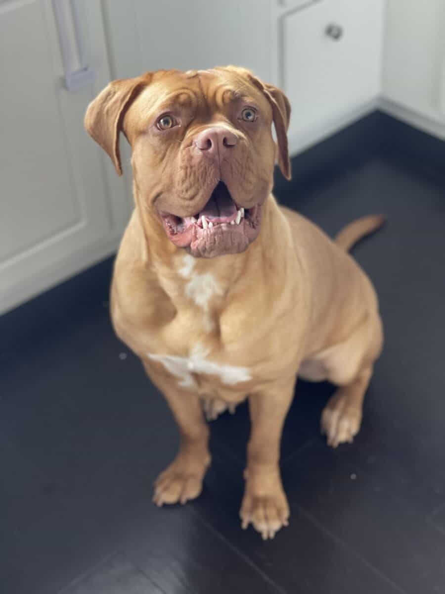 Champ BL/ 8 week old Dogue De Bordeaux pups image 12