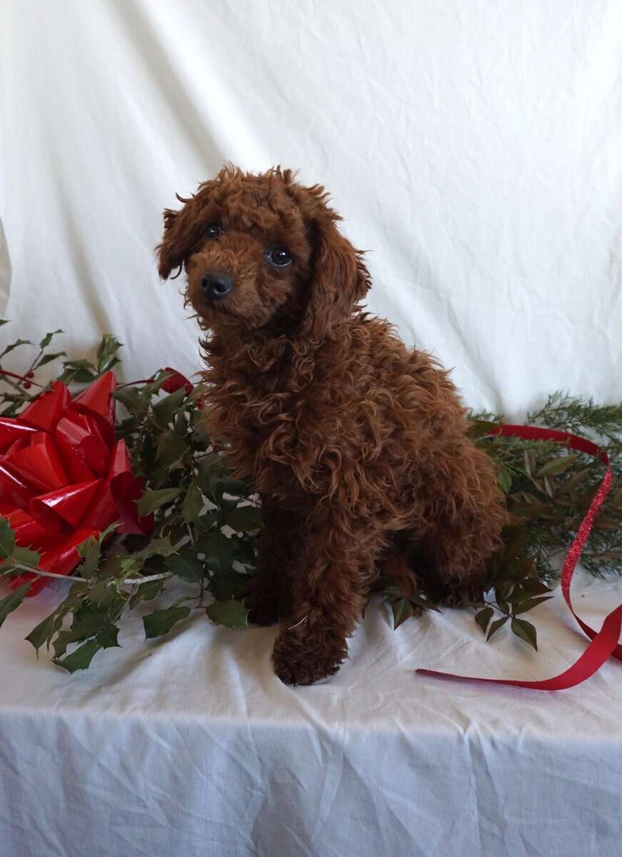 Bondie -F1B Mini Goldendoodle image 3