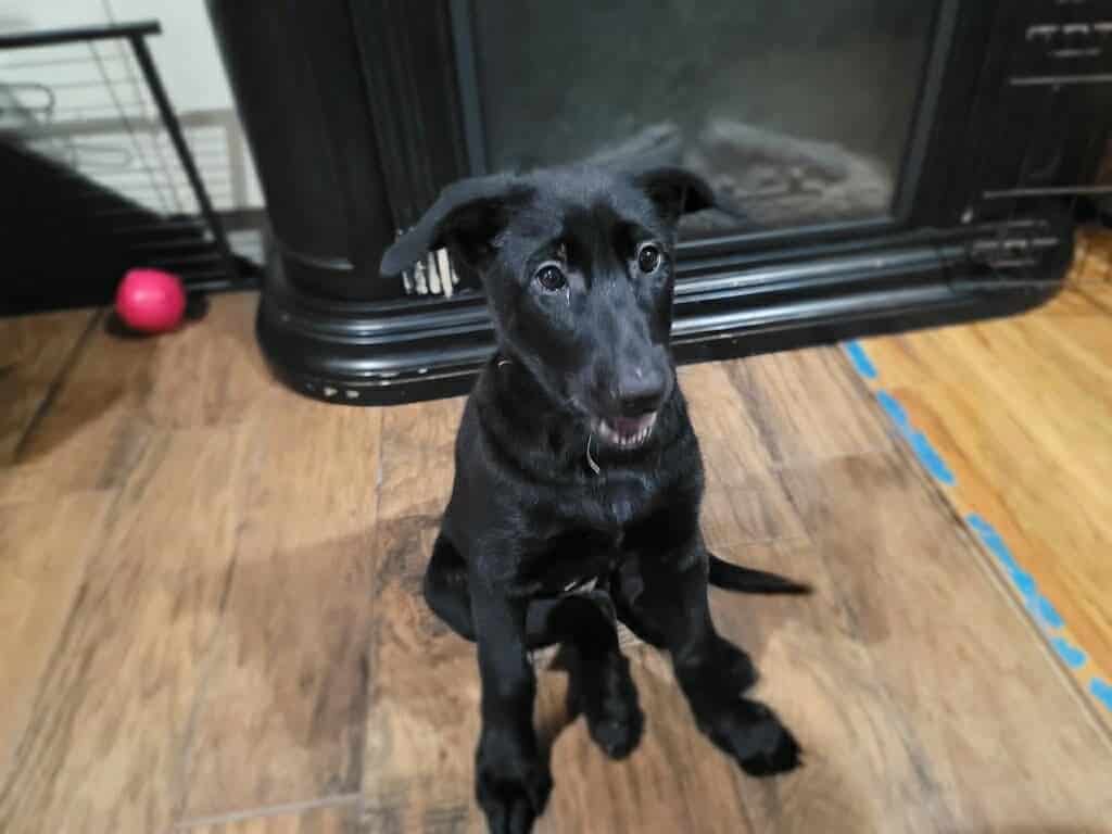 Belgian malinois pups image 18