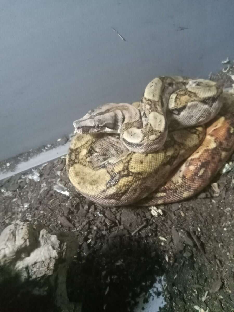 Nicaraguan central american boa juvenile male image 2