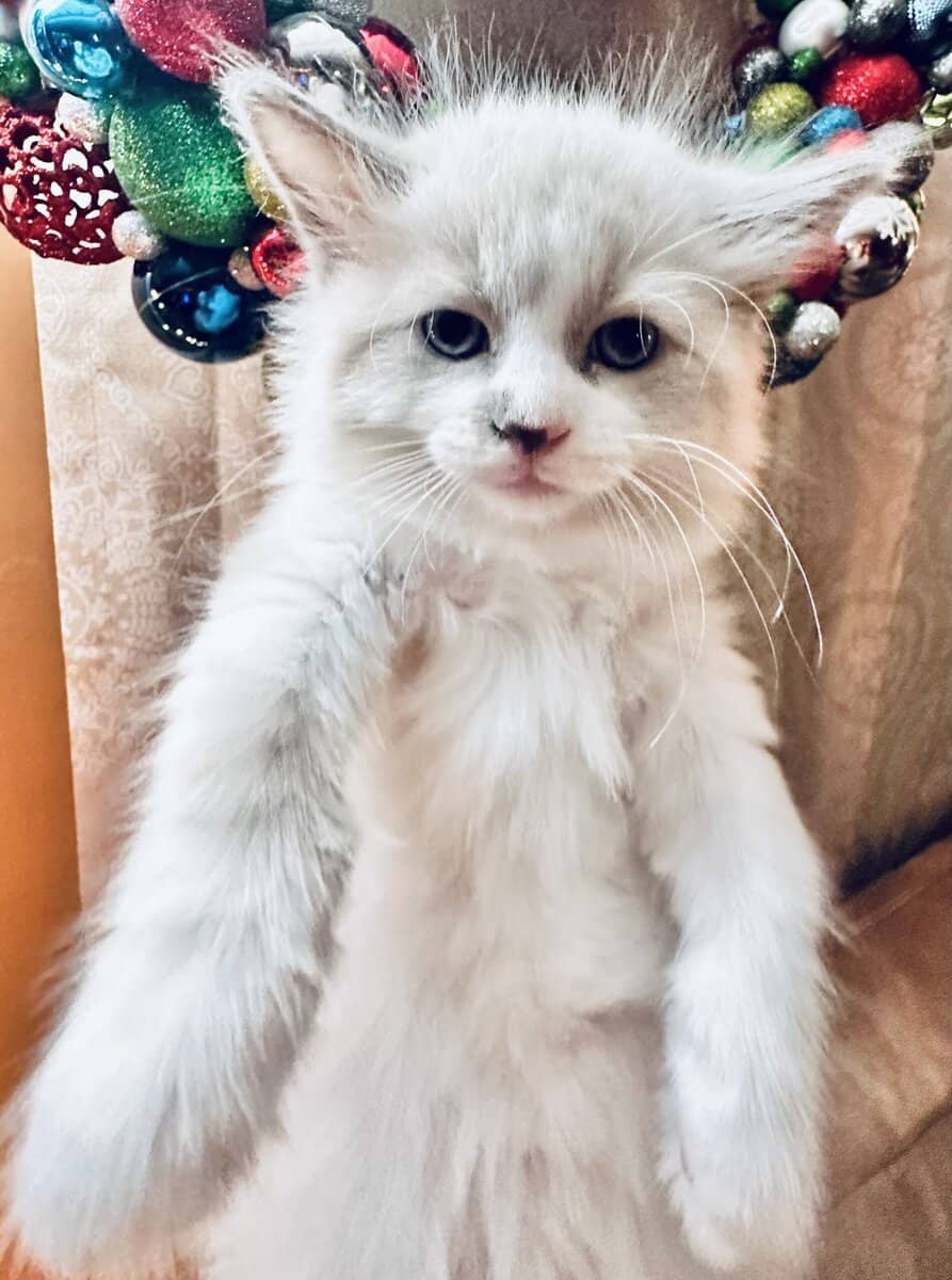 Sweet Ragdoll Boy image 6