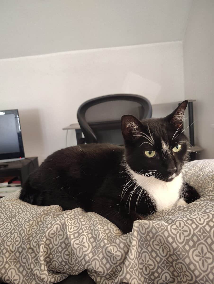 Sweet 12‑Year‑Old Tuxedo Cat Looking for a New Hom image 5