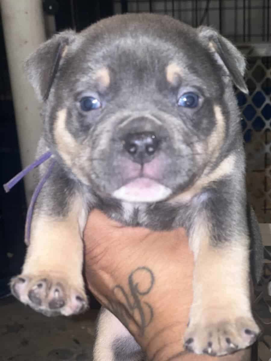 5 month blue tri female image 10