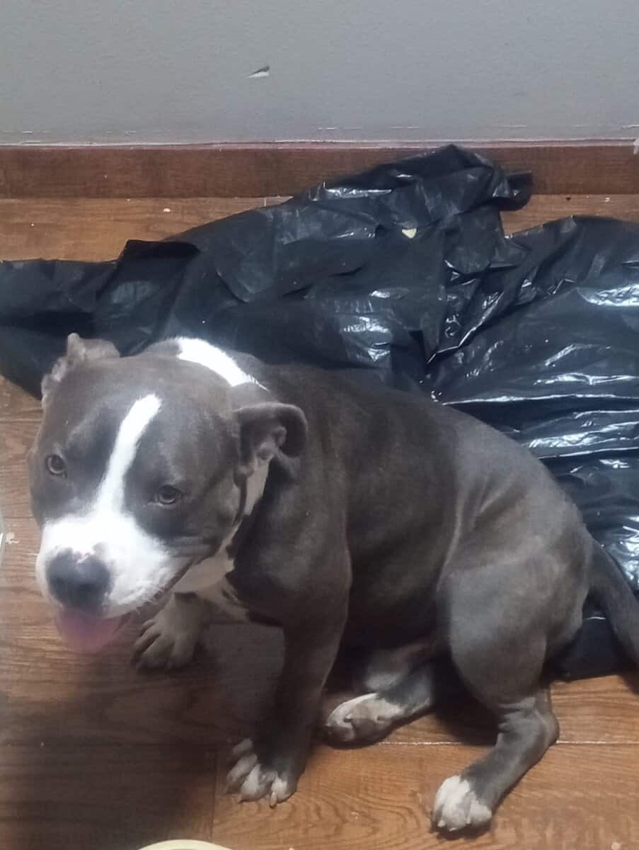 Bully image 3