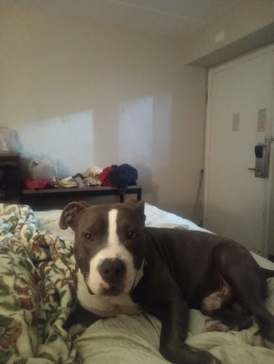 Bully image 1