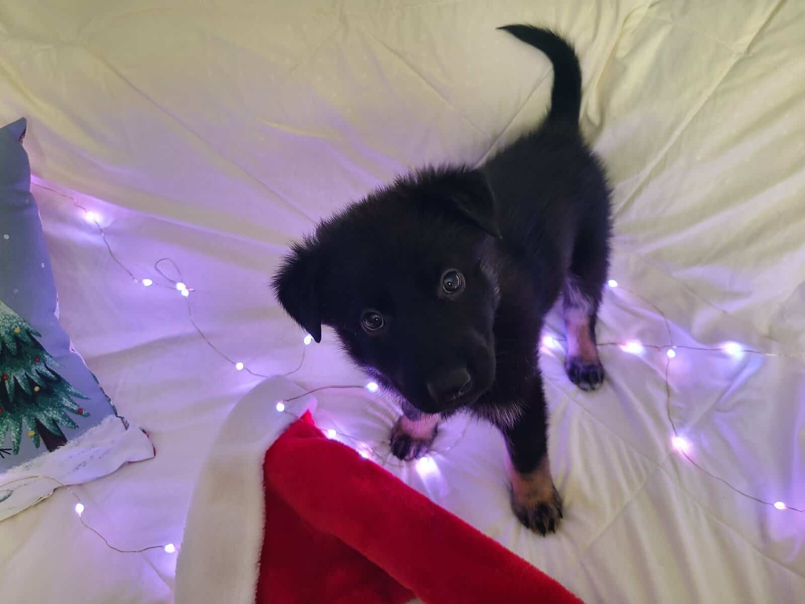Wolf / German Shepherd Puppy - Midnight Storm image 11