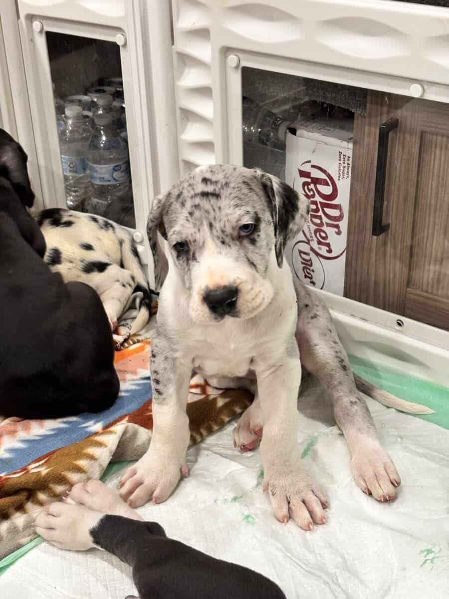 Great Dane puppies image 3