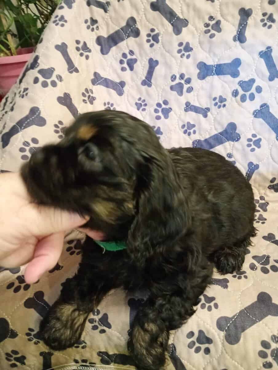 Cocker spaniel girls image 7