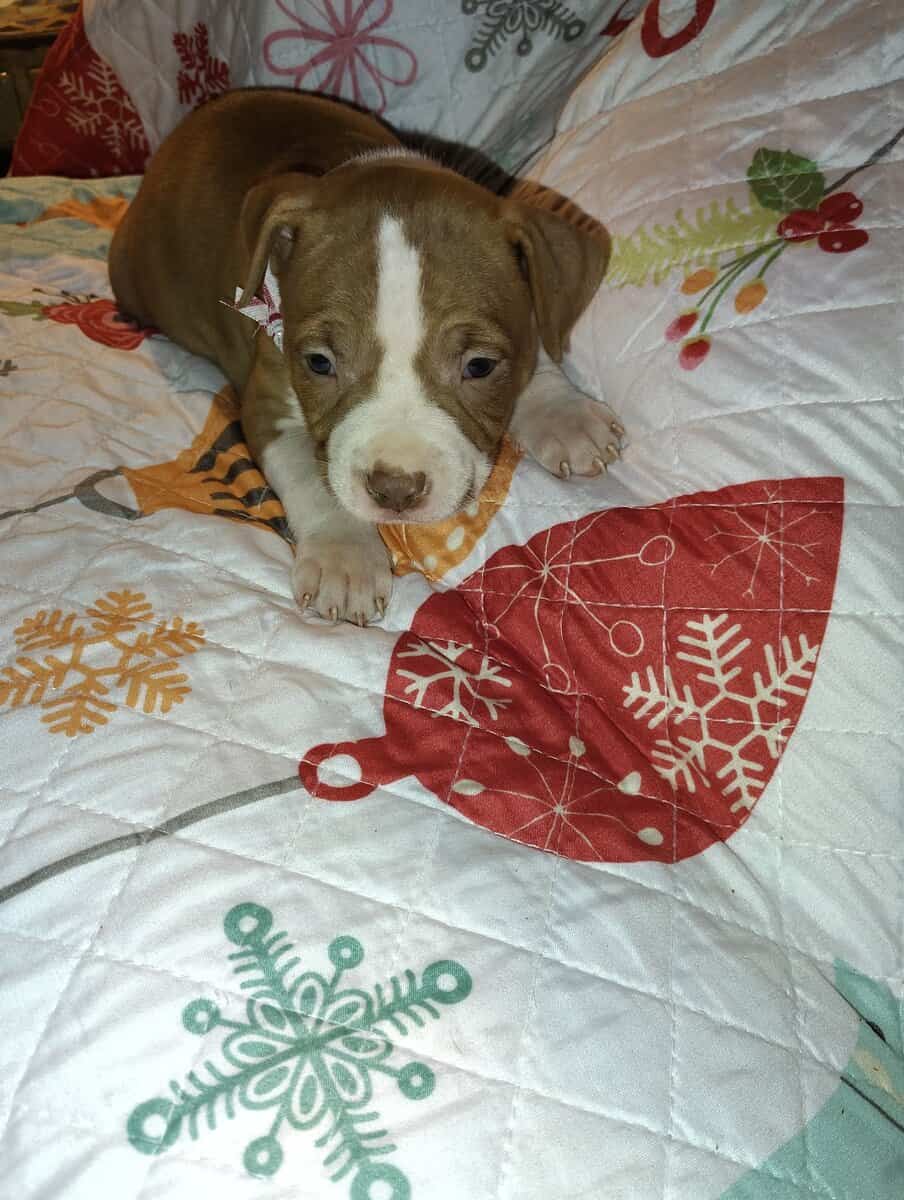 Christmas Pups image 12