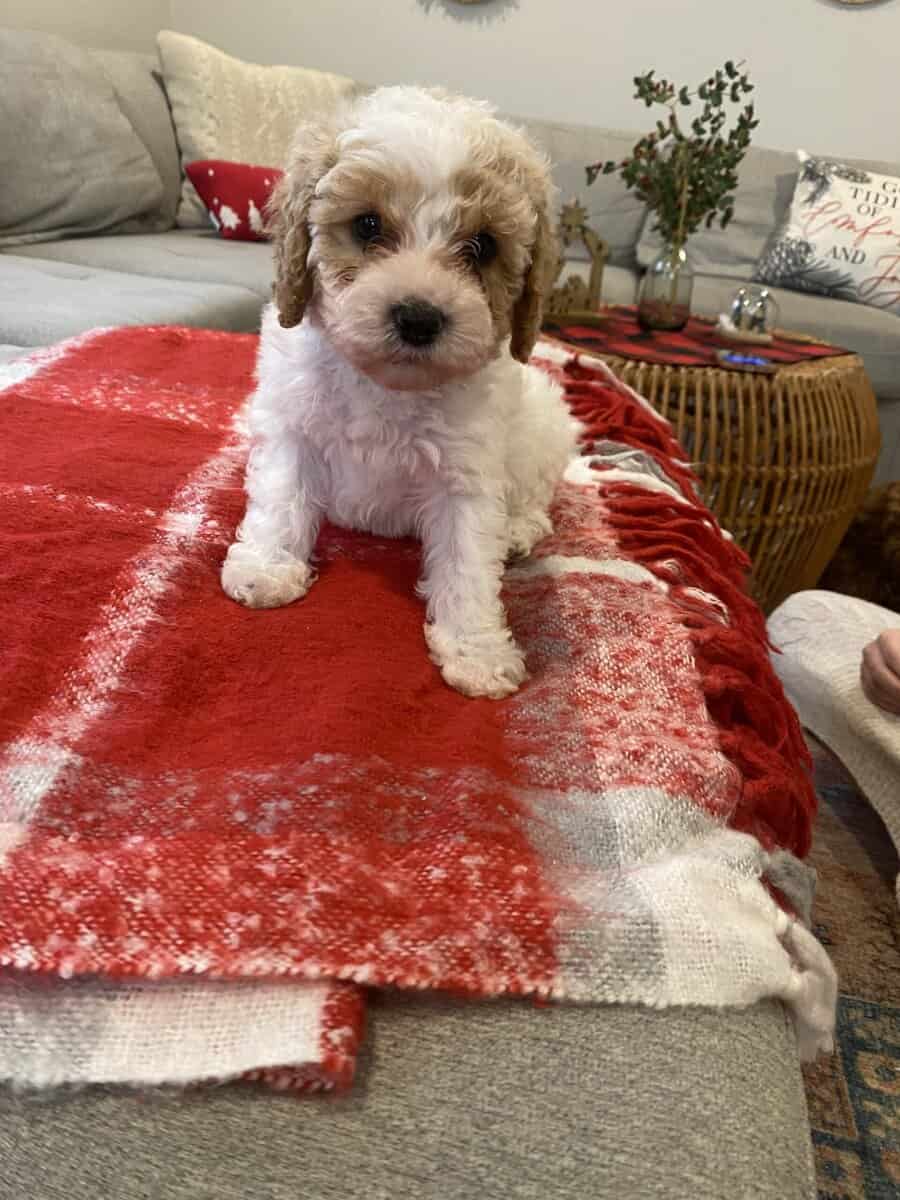 Cavapoo puppy image 3