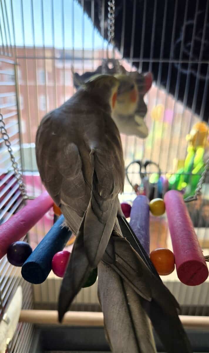 Male Cockatiel with cariers and food! image 5