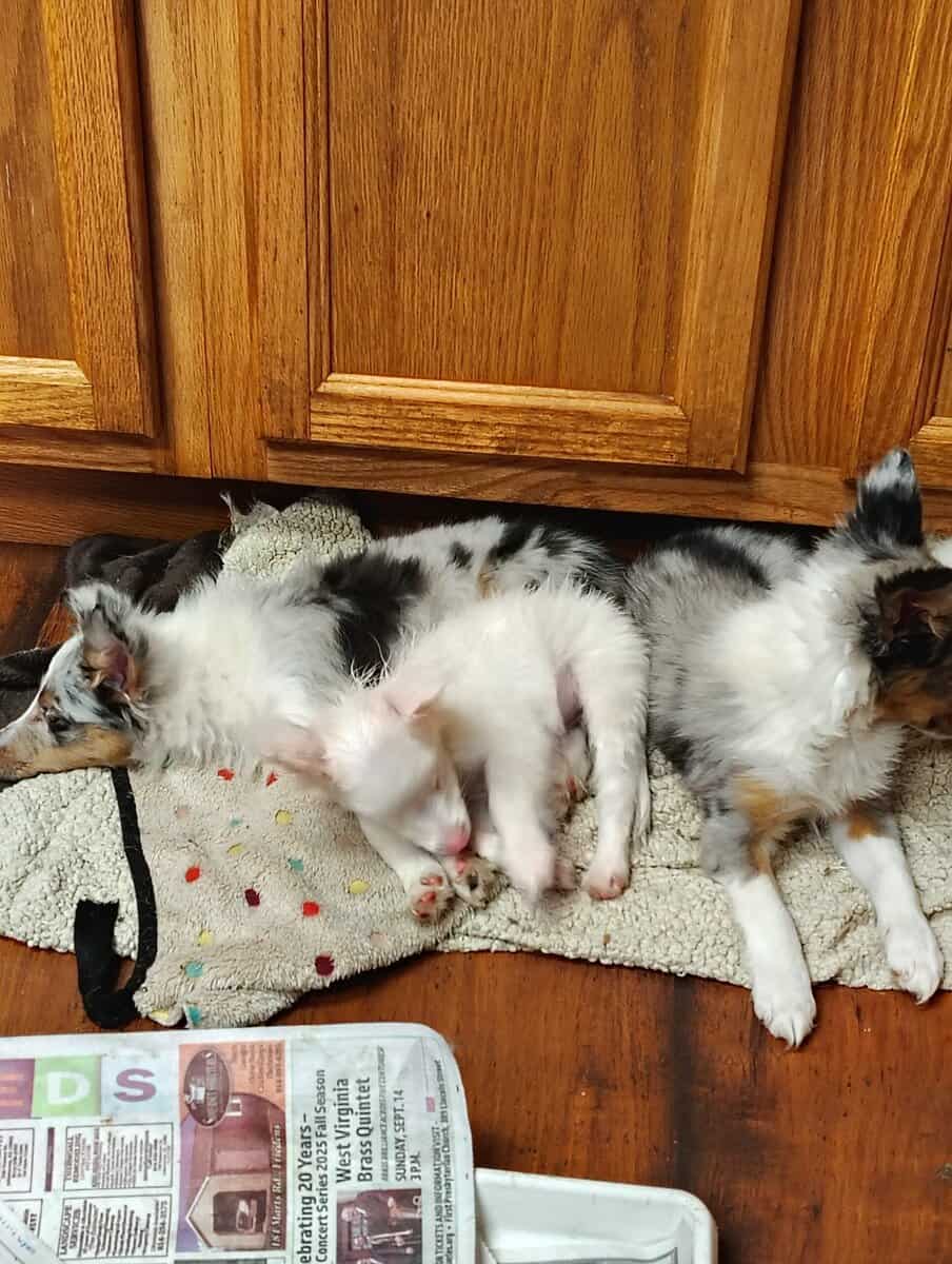 Toy size puppies for sale image 1