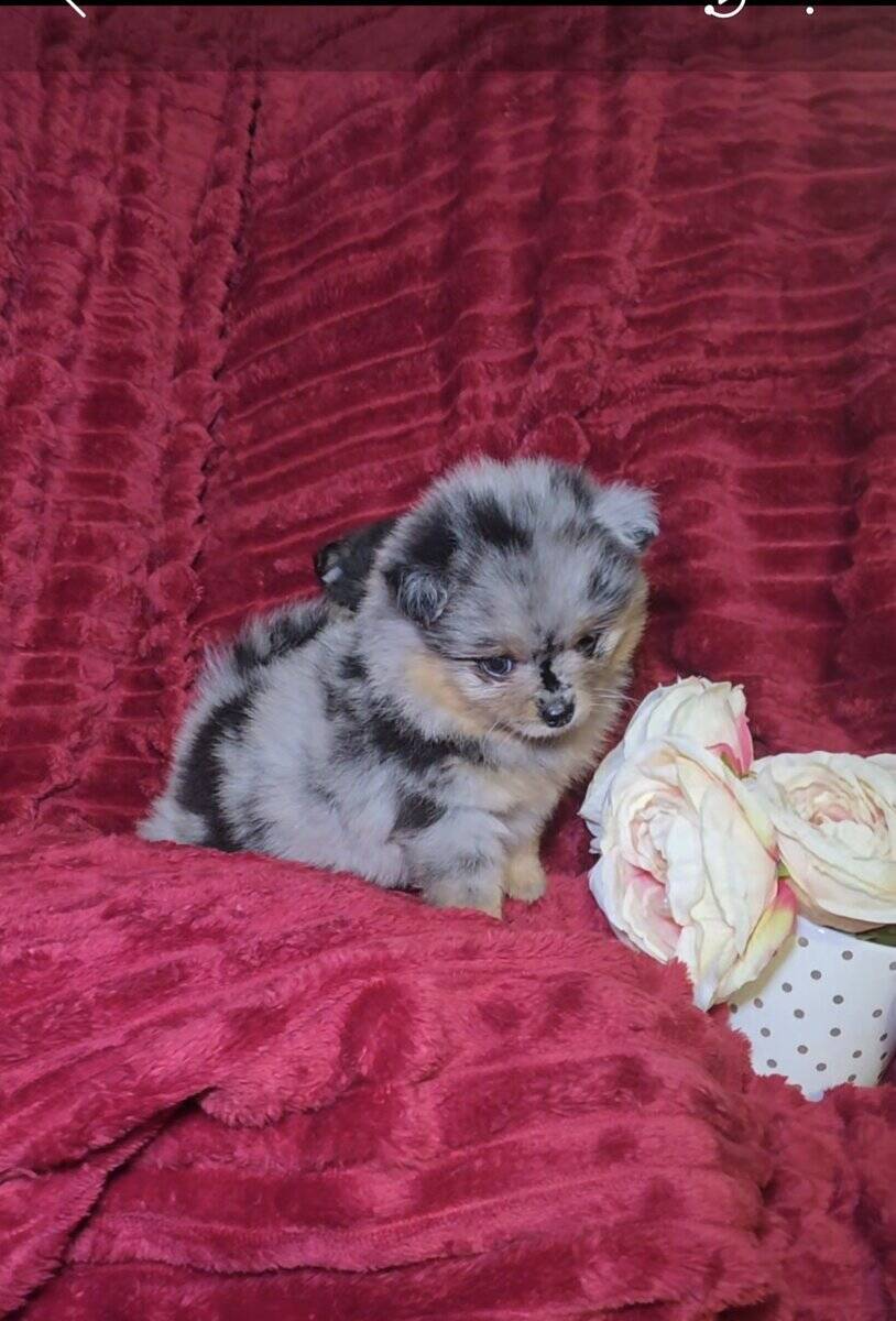 Pomeranians available image 2
