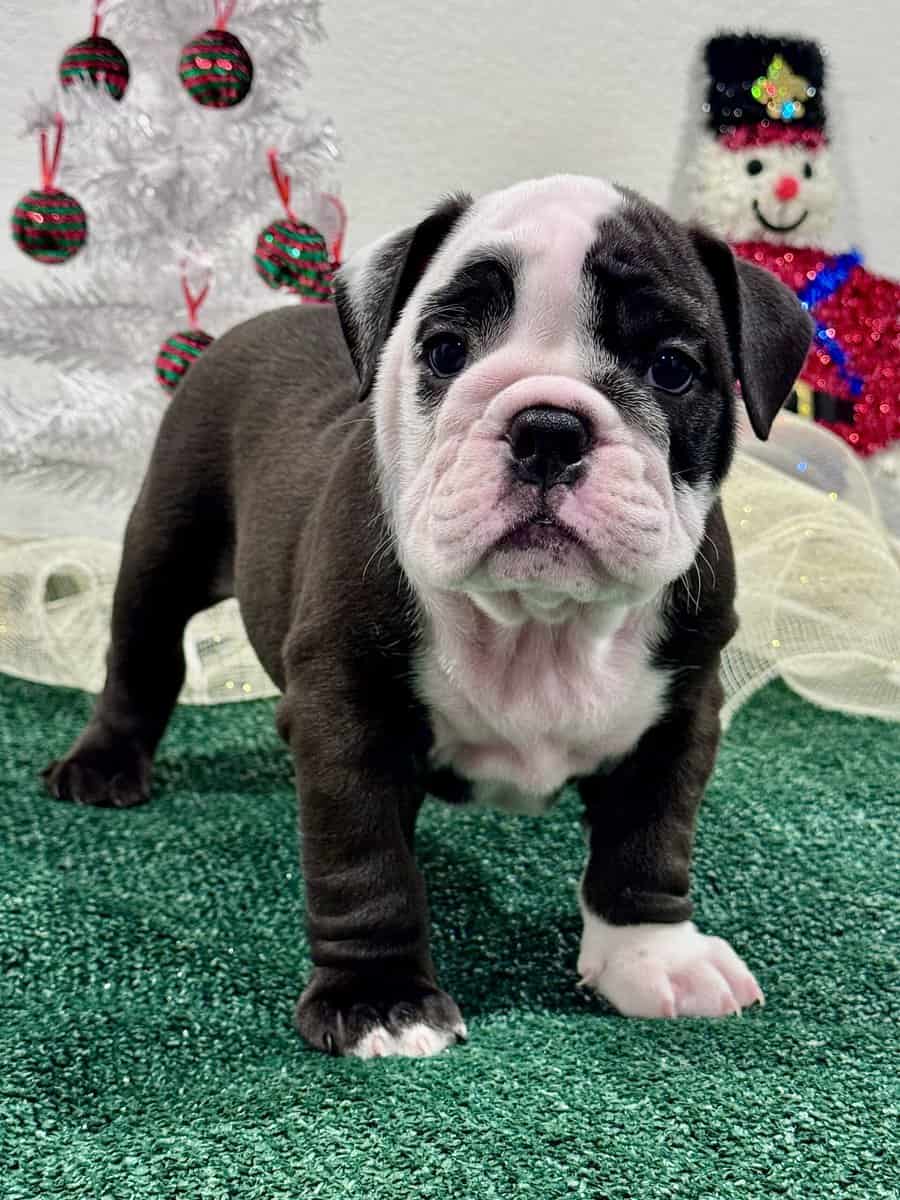 English Bulldog Puppies image 6