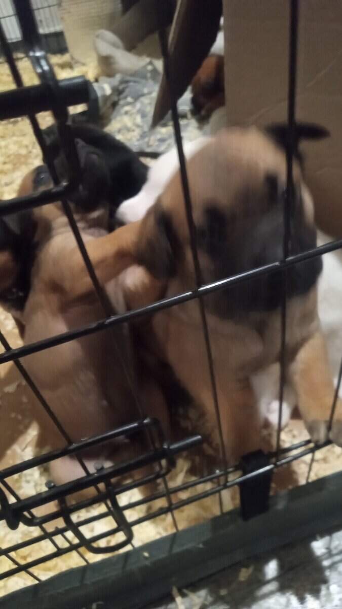 Cane Corso/ pug mix puppies image 3