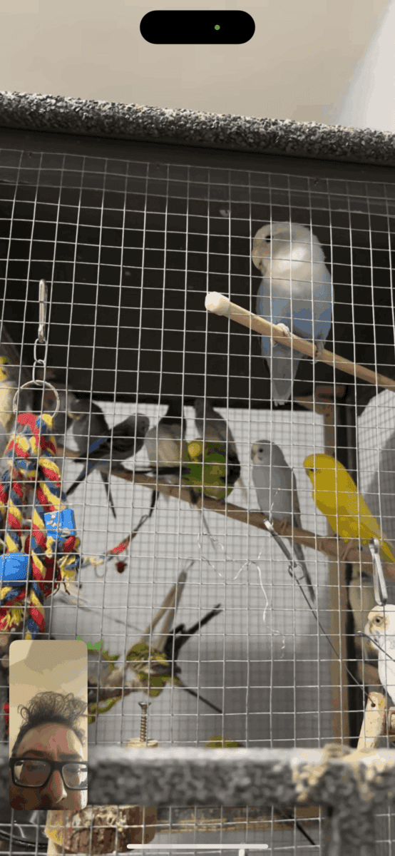 Flock of Beautiful Budgies and Accessories image 2