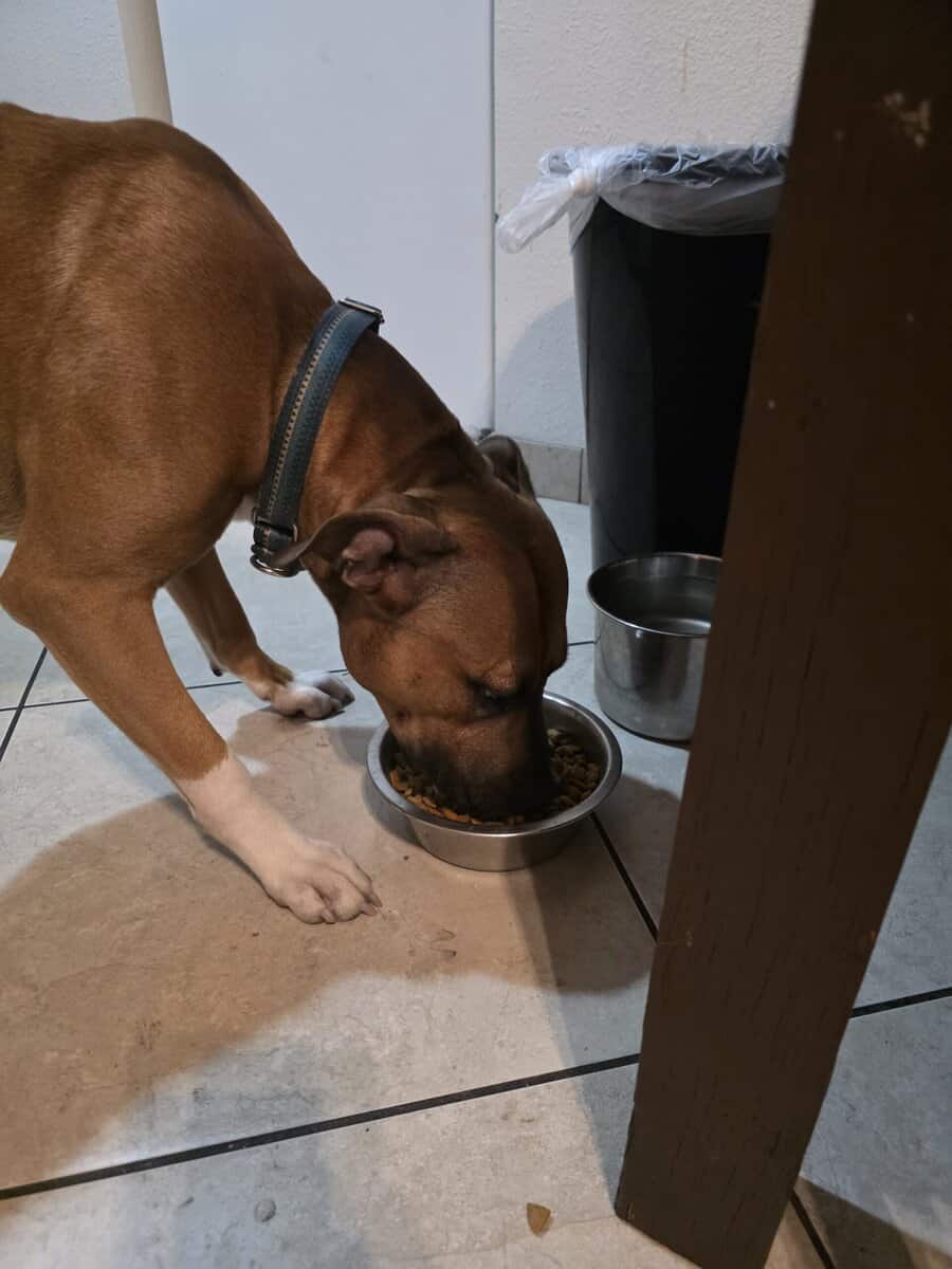 Need a home for Zeus image 3